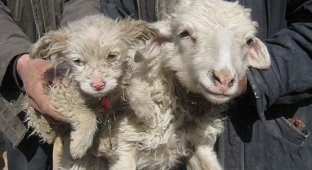 Китайская овца родила щенка (2 фото)