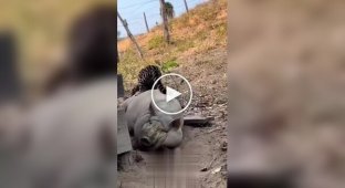 Свинья оказалась не по зубам оцелоту