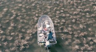 A man sailed on a transparent boat among stingrays