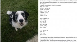 The owner told how the neural network saved the dog when the veterinarian could not make a diagnosis (4 photos)