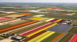  Красота. Поля тюльпанов в Голландии (23 фото)