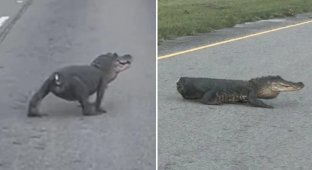 Alligator without a tail spotted on the road in the USA (3 photos + 1 video)