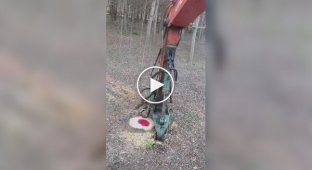 Removing a tree stump