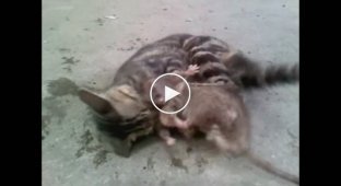 Кошка против крысы