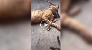 Спящая бдительность кота