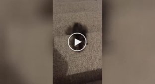Маленький подвиг котенка