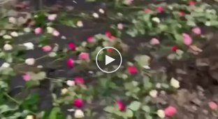 A man had a fight with his wife and spent 4 thousand dollars to cover the whole yard with roses