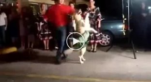 Собака танцевака