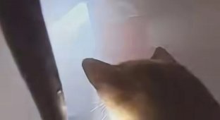 Dramatic Moment: Rescuing Cats from a Fire (4 photos + 1 video)
