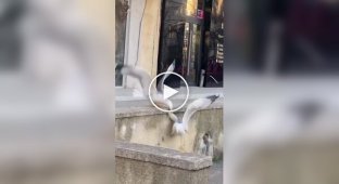 A seagull barely escaped a monstrous fall from a height of one meter