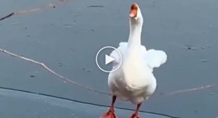 Graceful goose on ice