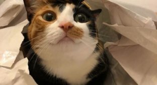Cats, definitely ready for the New Year (27 photos)