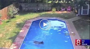 Американка обнаружила медведя, купающегося в ее бассейне