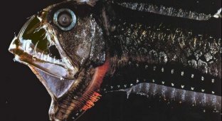 Самые удивительные, необычные и ужасные рыбы в мире (11 фото)