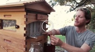 Уникальный пчелиный улей которй собрал 13 миллионов долларов инвестиций