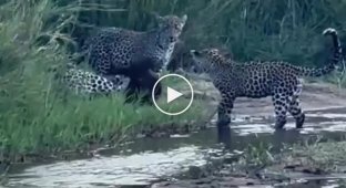 Леопарды пожалели, что решили напасть на медоеда