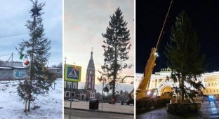 "Какой год - такая елка": в российских городах жалуются на зеленых новогодних калек (7 фото + 1 видео)