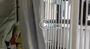 Mission possible: a smart cat has found a way to climb over high protection from animals