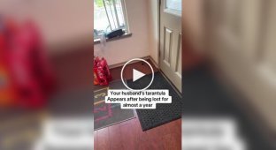 Паук вернулся к хозяевам спустя год после побега