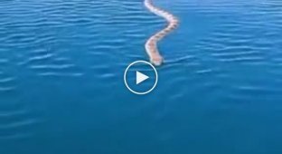 Австралийская морская змея подплыла поздороваться