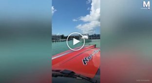 Free cruise: pelicans ride a boat
