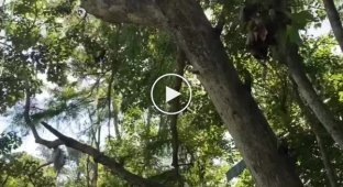 Somersault from a tree