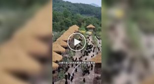 Необычная куриная ферма в Китае