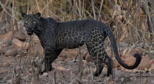 В индийском заповеднике в объектив камеры попал редкий черный леопард (6 фото)
