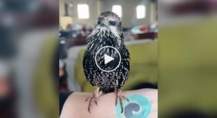 What sounds does a starling make