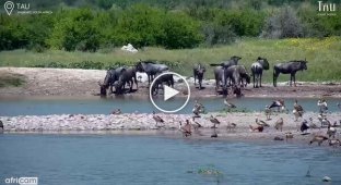 Антилопа гну трохи не стала видобутком крокодила