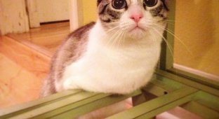 Кошка-инвалид по кличке Ру стала новой звездой Instagram (13 фото)