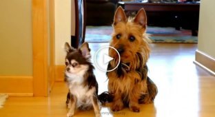 A woman asked her dogs who messed up in the kitchen