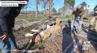 The reserve staff had to be very careful to give the lion a manicure.