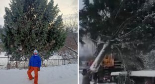 New Year at any cost: Russian officials secretly cut down a spruce tree in a resident’s garden (2 photos + 1 video)
