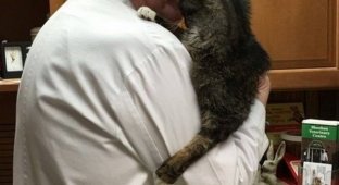 Пятнадцатилетний тощий кот из приюта нашел хозяев, которых он ждал всю свою жизнь (10 фото)