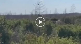 Лисиця залізла на дерево, намагаючись зловити бурундука