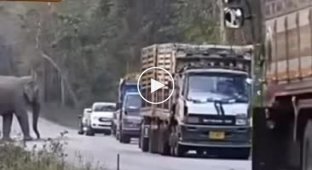 Слон зупиняє і грабує вантажівки із цукром очеретом