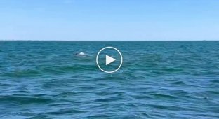 Humpback whale almost crashes into boat, 'scaring the hell out' of people on board
