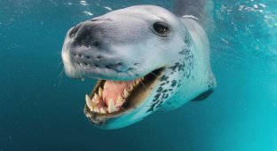 Морской леопард: то милашка, то кровожадный тиран (10 фото)