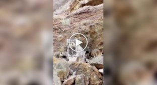 Manul mom lowers her cub down a mountainside