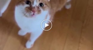 The guy showed 8 types of meowing of his cat