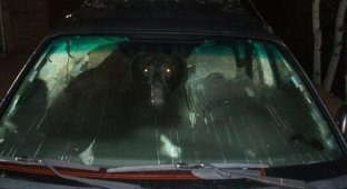 Медведь в машине (3 фото)