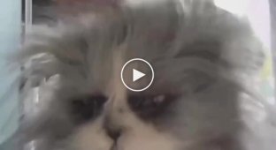 In Canada, a cat with "werewolf syndrome" became a meme due to a rare disease