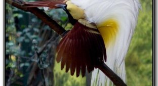 Красивые разноцветные птицы (15 Фото)