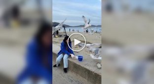 Seagulls almost left a tourist without French fries