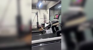 A cat masters a treadmill