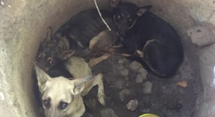 В Севастополе спасли трех истощенных собак, которых бросили в колодец (7 фото)