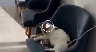 Милота дня: кот Рико, живущий в ветеринарной клинике, заботится о больном котенке