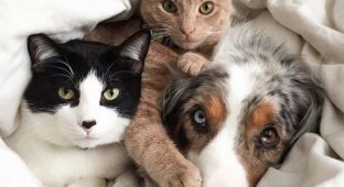 The dog decided to sleep, and only the cat was next to him from the pillow (2 photos + 1 video)