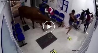 Корова забрела в больницу
